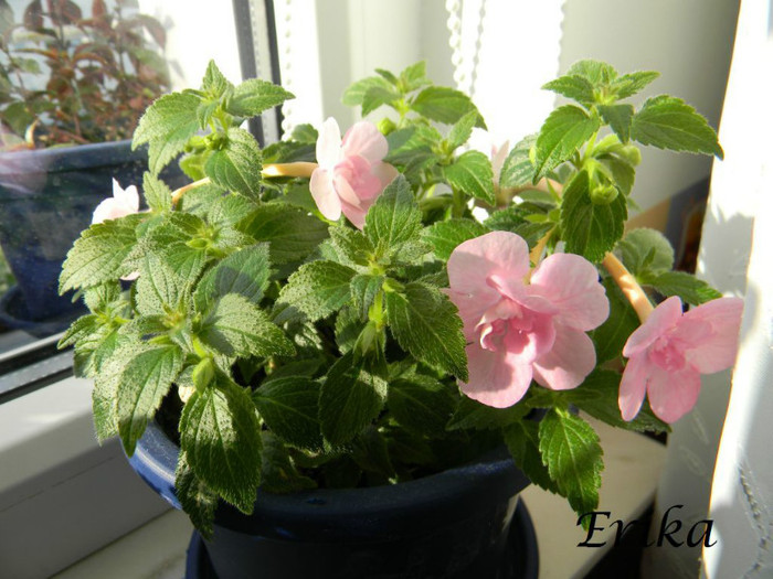 Double Pink Rose 19-06-2012 - ACHIMENES  - varietati