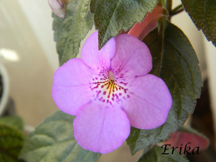 Electra 19-06-2012 - ACHIMENES  - varietati