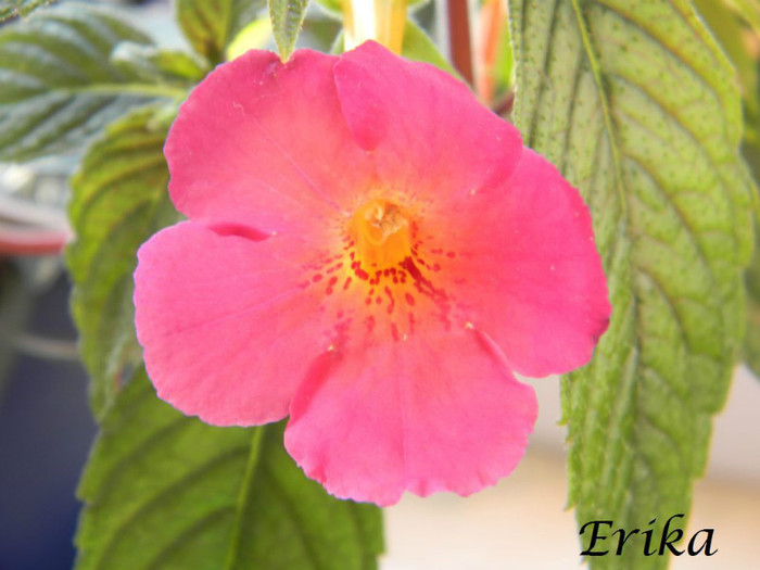 Ice Tea 19-06-2012 - ACHIMENES  - varietati