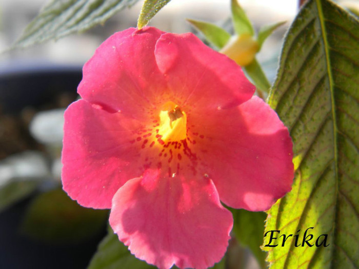 Ice Tea 19-06-2012 - ACHIMENES  - varietati