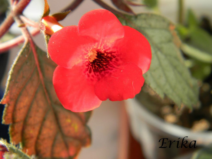Red Elfe 19-06-2012