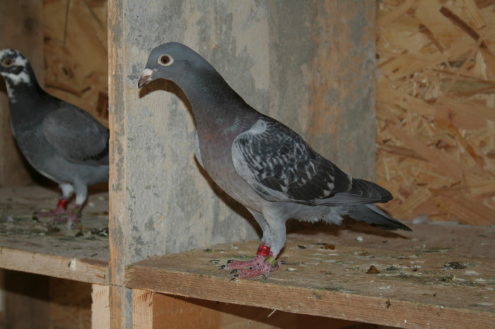 DV 2012 05458-1014; TATAL:HENK SCHEPENS+MEULEMANS
MAMA:HERBOTS+VERSTRATE
