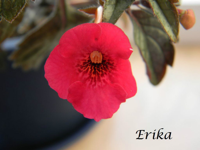 Weinrot Elfe 19-06-2012 - ACHIMENES  - varietati