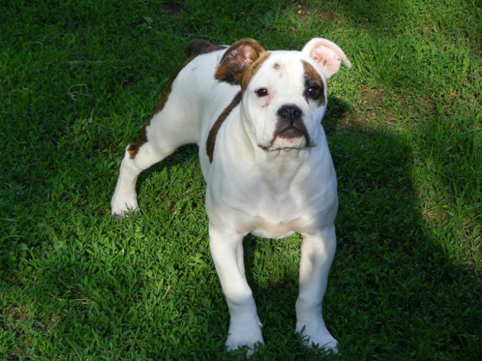 DSCF7007 - 01-FEMELA AMERICAN BULLDOG-Viky