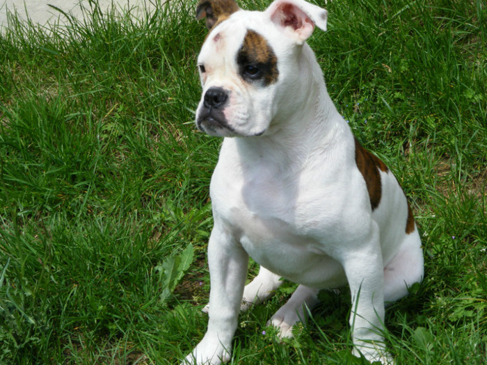 DSCF7044 - 01-FEMELA AMERICAN BULLDOG-Viky