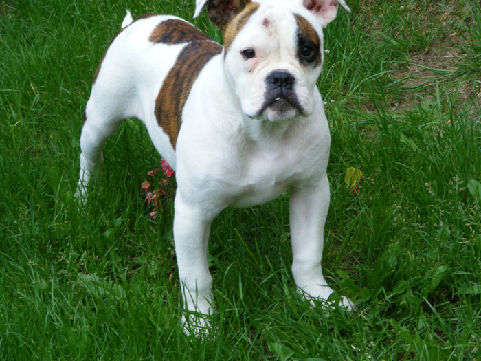 DSCF7047 - 01-FEMELA AMERICAN BULLDOG-Viky