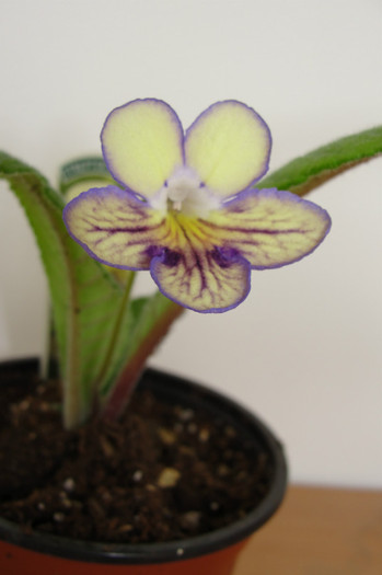 Seren - Streptocarpus Dibleys- am renuntat la ei