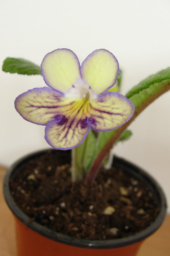 DSC00770 - Streptocarpus Dibleys- am renuntat la ei