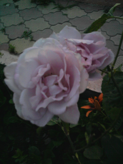 Photo1162 - trandafiri am 150 de soiuri