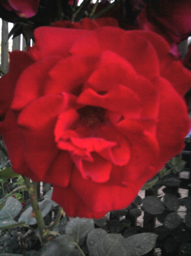 Photo1151 - trandafiri am 150 de soiuri