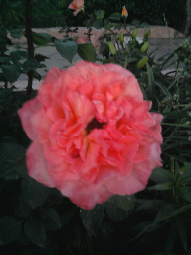 Photo1153 - trandafiri am 150 de soiuri