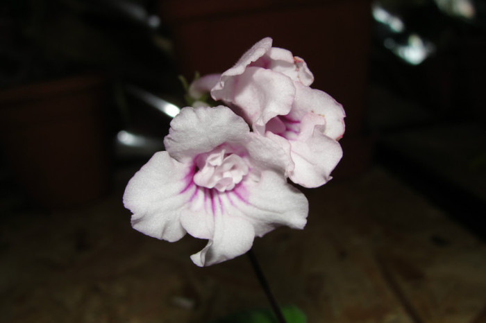  - Streptocarpus the Violet Barn Bristols- am renuntat la ei