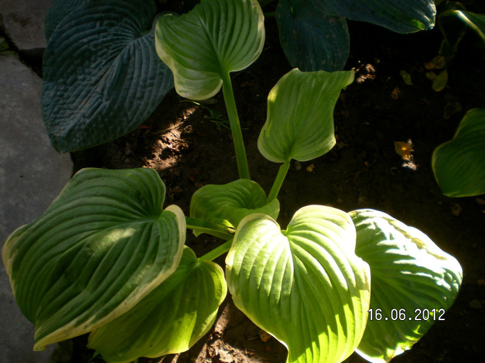 1 - 2012 COLECTIA MEA DE HOSTA