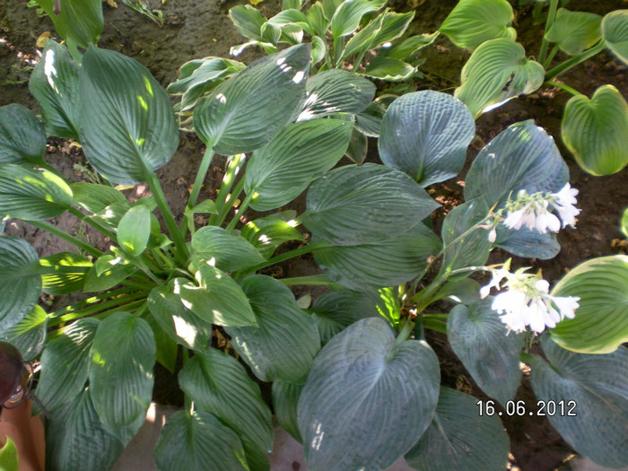 2 - 2012 COLECTIA MEA DE HOSTA