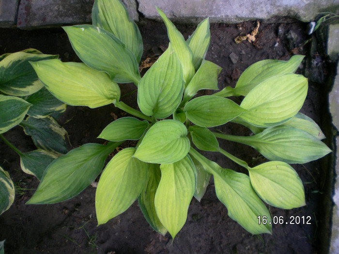 3 - 2012 COLECTIA MEA DE HOSTA