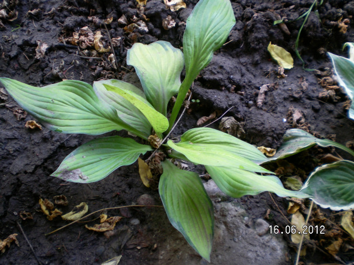 8 - 2012 COLECTIA MEA DE HOSTA