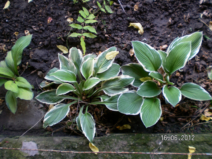 9 - 2012 COLECTIA MEA DE HOSTA