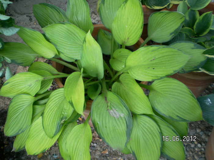 13 - 2012 COLECTIA MEA DE HOSTA