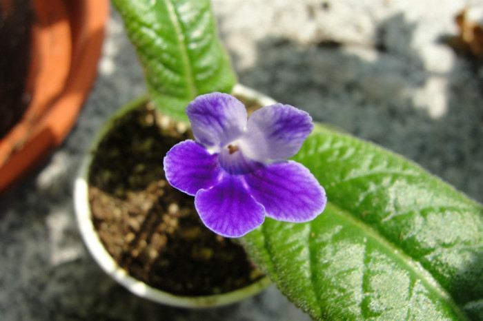  - Streptocarpus the Violet Barn Bristols- am renuntat la ei