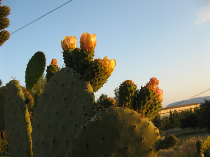 cactusi infloriti - Zakynthos 2012