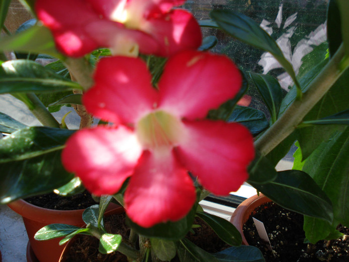 19.06.2012 - ADENIUM