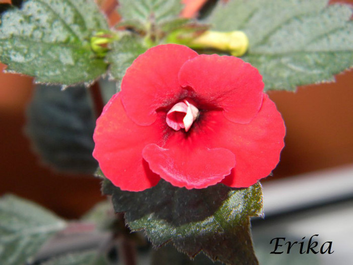 Petite Fadete 20-06-2012 - ACHIMENES  - varietati