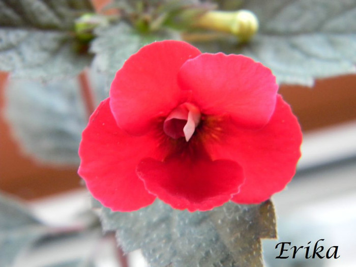 Petite Fadete 20-06-2012' - ACHIMENES  - varietati