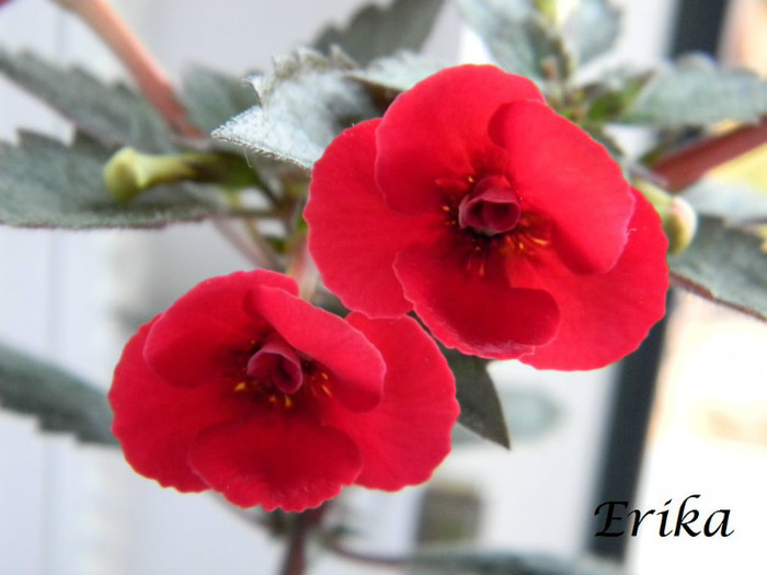 Petite Fadete 20-06-2012''' - ACHIMENES  - varietati