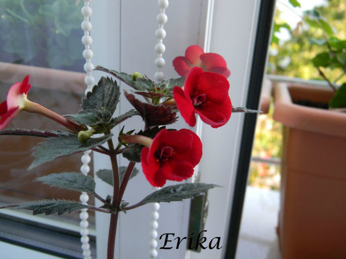 Petite Fadete 20-06-2012'''' - ACHIMENES  - varietati