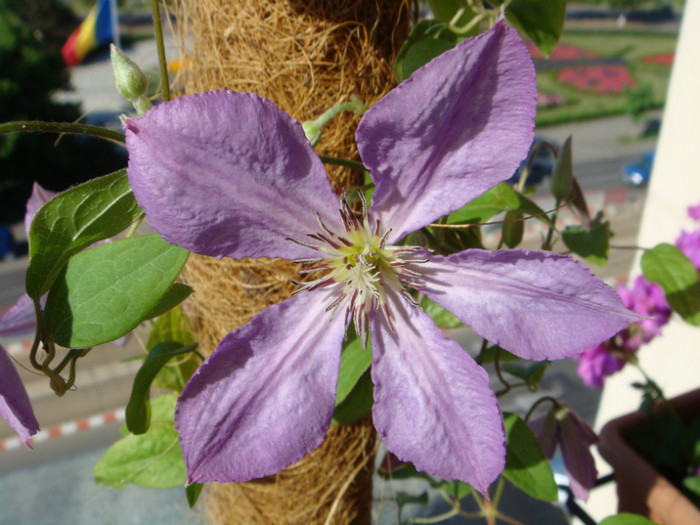 DSC05363 - Alte floricele frumoase 2012-2013