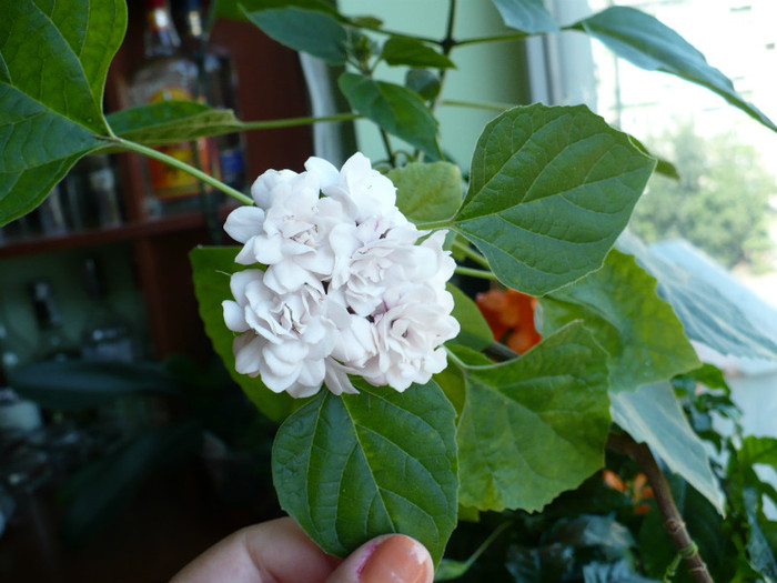 20 iunie - Clerodendron 2012