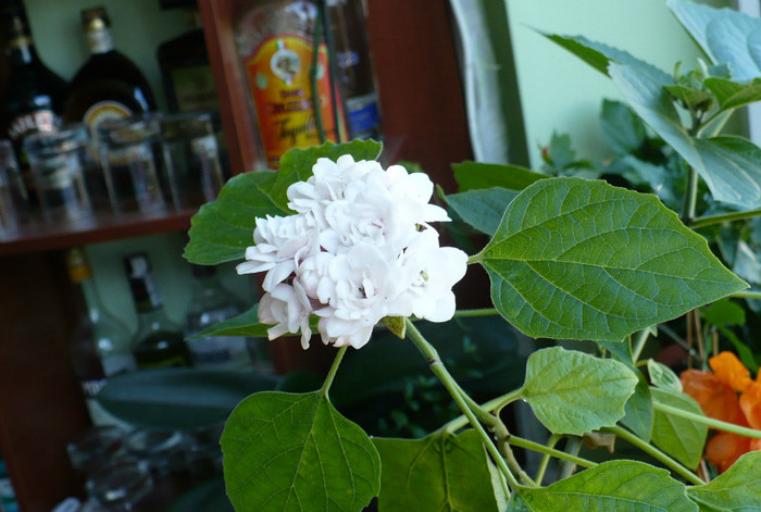 P1390943 - Clerodendron 2012