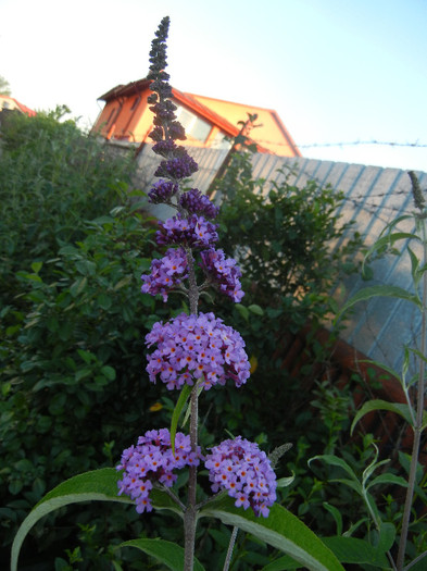 Buddleja davidii Purple (2012, Jun.16) Buddleja davidii Purple (2012, Jun.16)