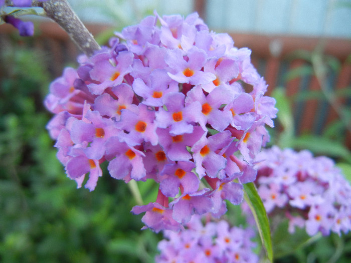 Buddleja davidii Purple (2012, Jun.16)