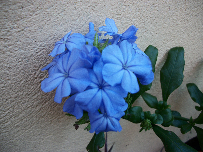 20 iunie 2012 - plumbago