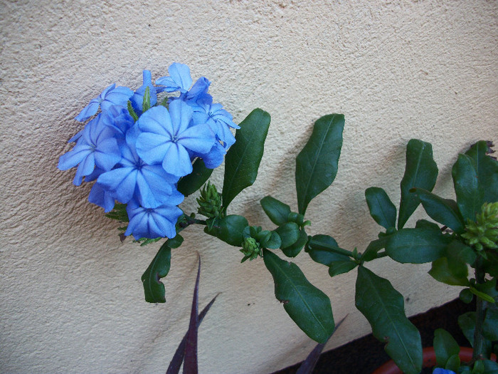 100_0431 - plumbago