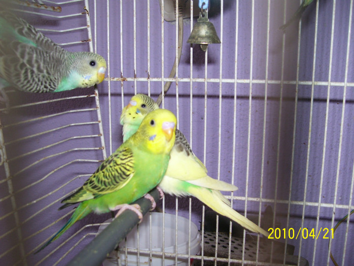 100_2345 - Papagali Perusi