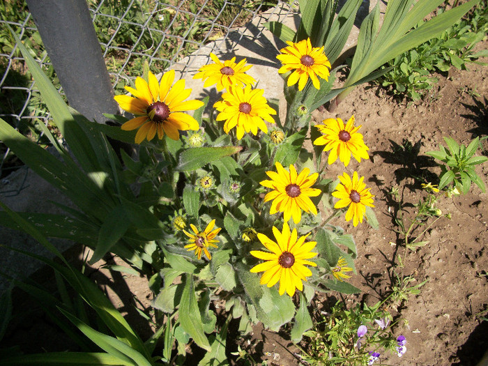 100_0461 - rudbeckia 2012