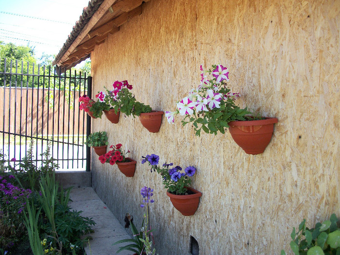 100_0464 - petunii 2012