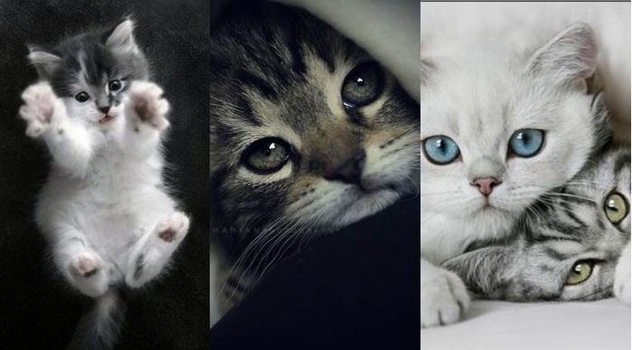 Cats - Diverse poze