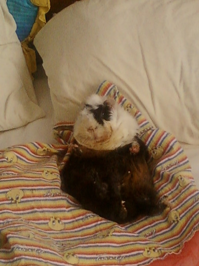 relaxare dupa micul dejun...