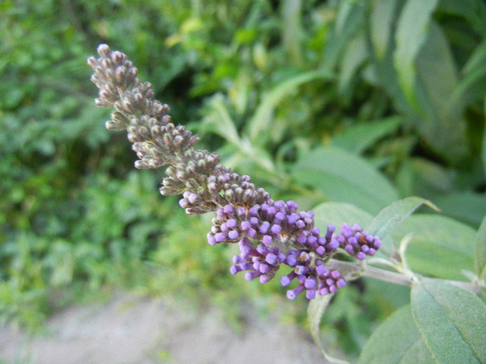 Buddleja davidii Purple (2012, Jun.17) Buddleja davidii Purple (2012, Jun.17)