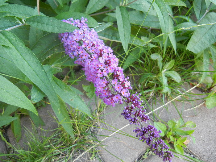 Buddleja davidii Purple (2012, Jun.17) - Buddleja Purple