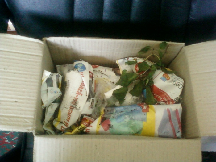 20 iunie 2012-flori 013