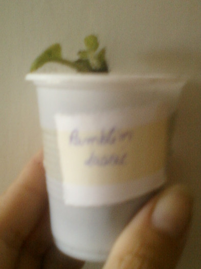 violeta ramblin lassie