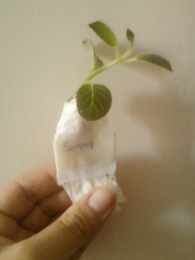 20 iunie 2012-flori 019