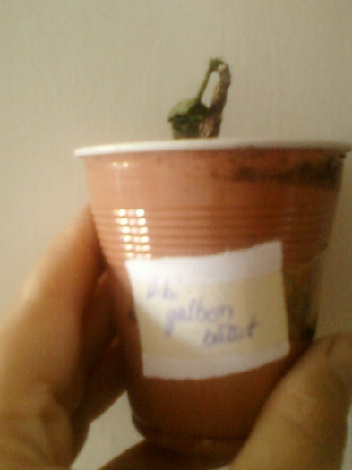 20 iunie 2012-flori 026