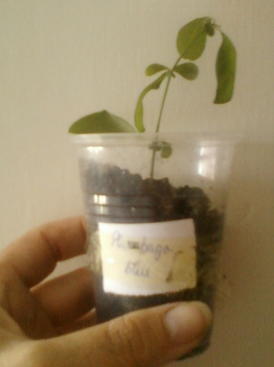 20 iunie 2012-flori 038