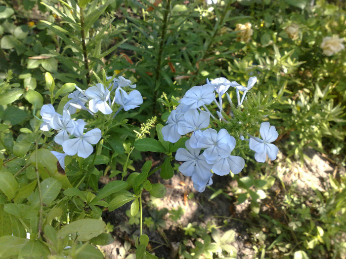 20062012 - Plumbago