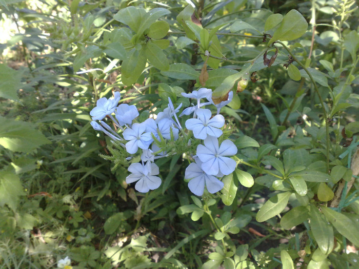 19062012 - Plumbago